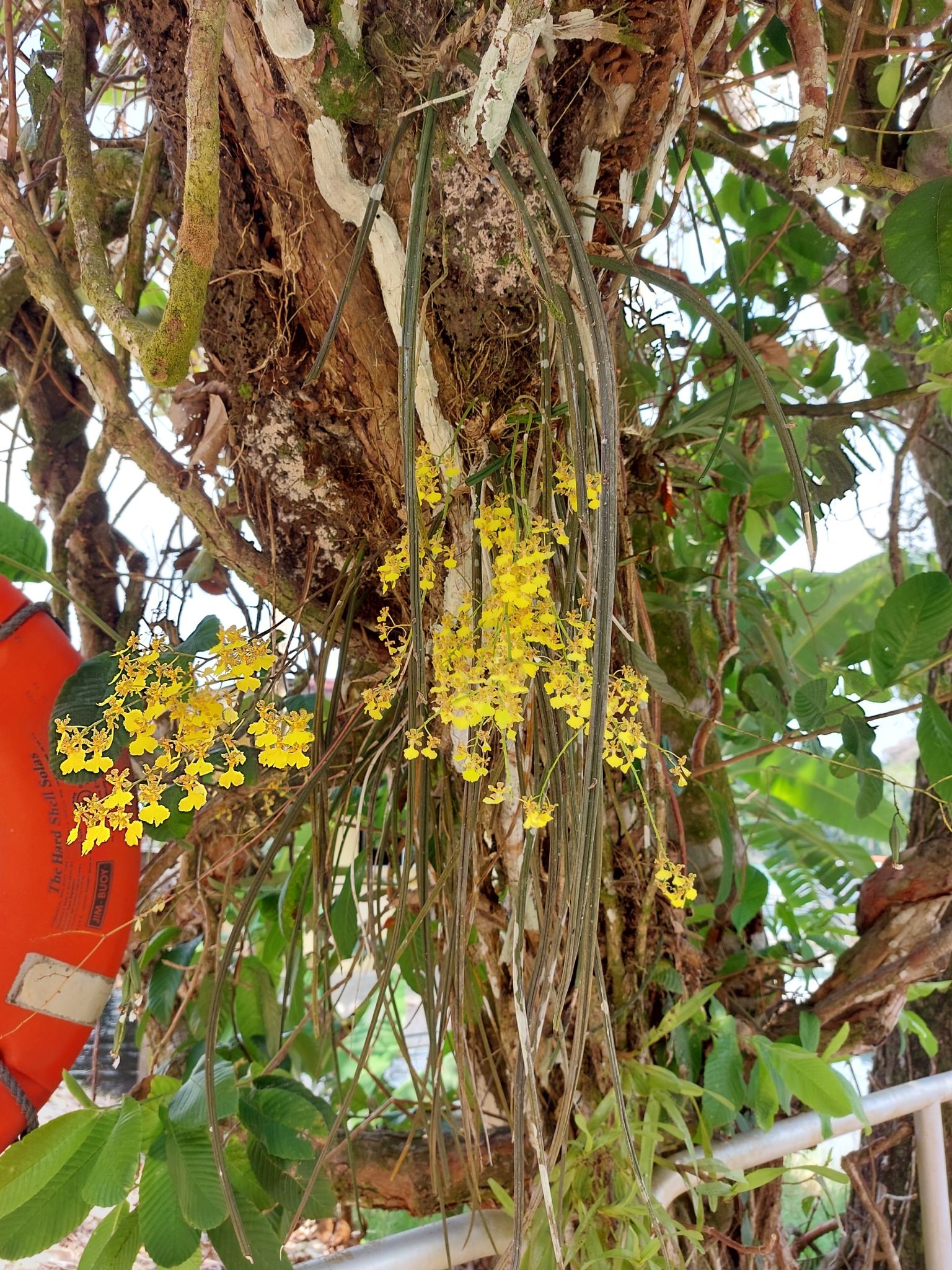 Oncidium stipitatum